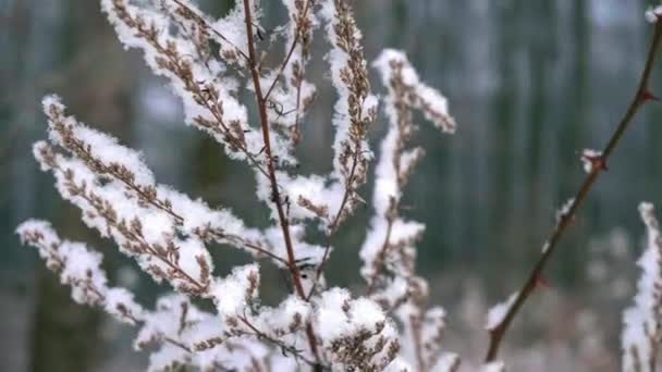 被雪覆盖的枯死的植物 — 图库视频影像