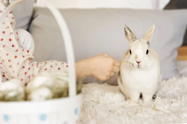 Kaninchen Bett Erschossen — Stockfoto