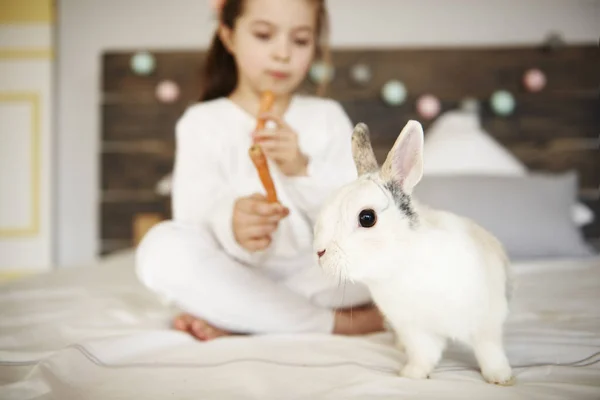 Tiro Conejo Cama Chica Fondo — Foto de Stock