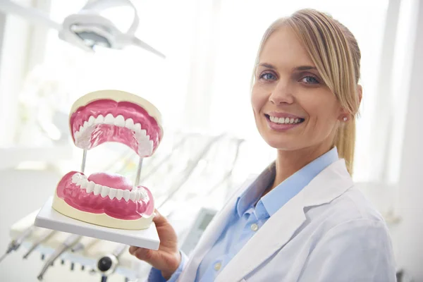 Retrato Dentista Sonriente Mostrando Una Dentadura Artificial — Foto de Stock