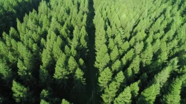 Bir yol ile orman Drone görünümü