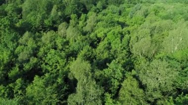 İlkbahar manzarasında ormanın drone görünümü 
