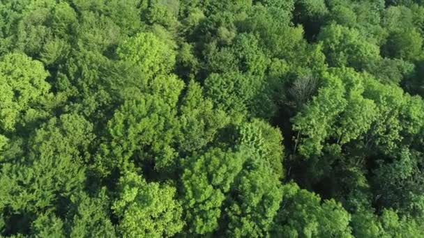 Aerial View Forest Springtime — Stock Video