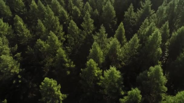 Drone Vista Della Foresta Primavera — Video Stock