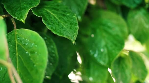 Primer Plano Gotas Lluvia Sobre Las Hojas — Vídeos de Stock