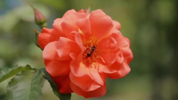 Abeja Miel Polinizando Una Flor — Vídeo de stock