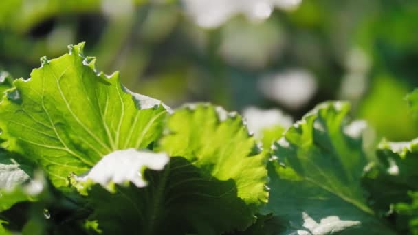 Primer Plano Las Hojas Lechuga — Vídeo de stock