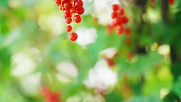 Reife Rote Johannisbeere Auf Einem Zweig — Stockvideo