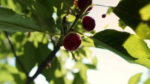 Cerezas Rojas Dulces Una Rama — Vídeos de Stock