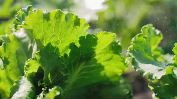 雨中的绿色生菜 — 图库视频影像