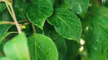 Bahar yağmurunda yeşil bitki 