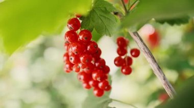 Olgun frenk üzümü açık video gösterileri 