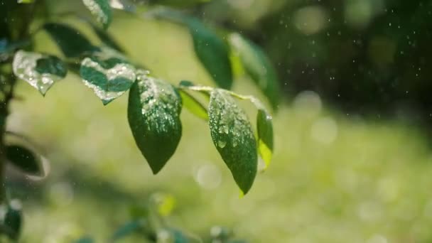 Закрыть Растение Дождем — стоковое видео
