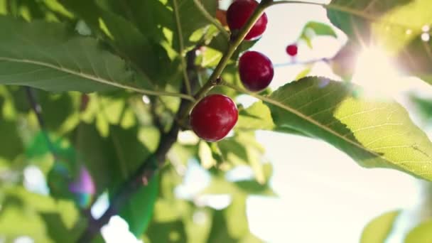 Cerejas Doces Maduras Ramo — Vídeo de Stock