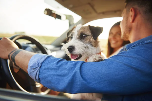 Szczęśliwy Pies Samochodzie Podczas Podróży Drogowej — Zdjęcie stockowe