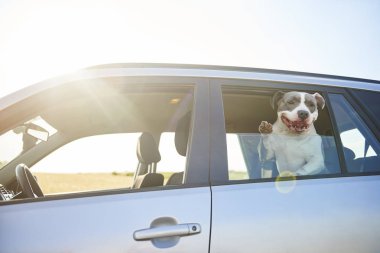 Mutlu köpek araba ile seyahat ve manzaranın tadını çıkarın 