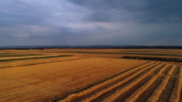 Buğday Tarlasının Drone Görünümü — Stok video