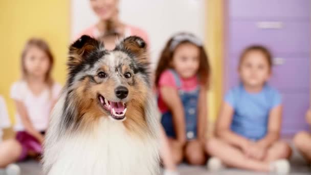 Gelukkige Therapie Hond Voorschoolse — Stockvideo