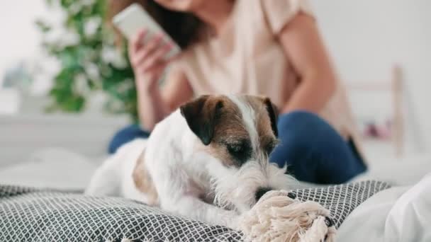 Netter Hund Spielt Auf Dem Bett — Stockvideo