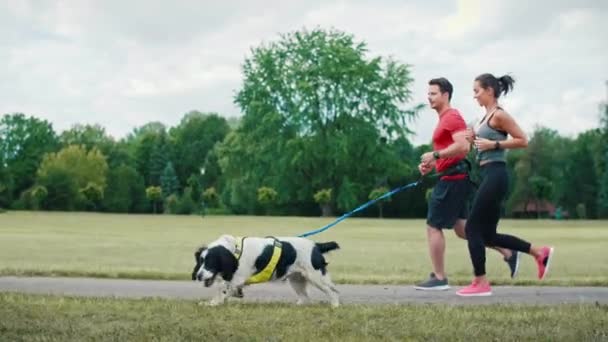 犬とパートナーと一緒に走る朝 — ストック動画