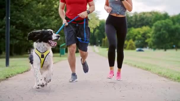 Nahaufnahme Von Hunde Und Paarbeinen Beim Laufen — Stockvideo
