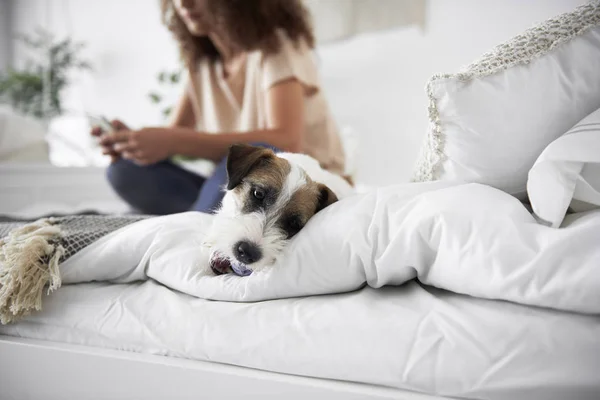 Σφηνάκι Χαριτωμένο Σκυλί Στο Κρεβάτι — Φωτογραφία Αρχείου