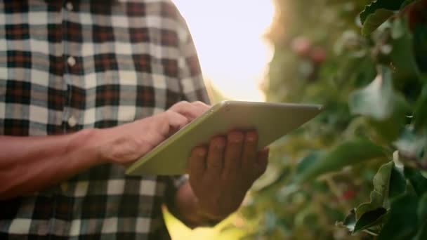 Doświadczony Rolnik Tabletką Kontrolującą Jego Jabłka Sadzie — Wideo stockowe