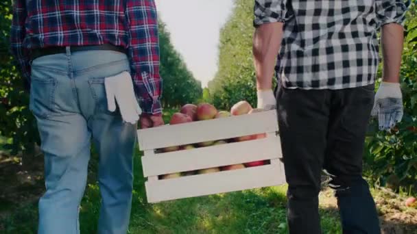 Widok Tyłu Dwóch Mężczyzn Niosących Skrzynię Pełną Jabłek — Wideo stockowe