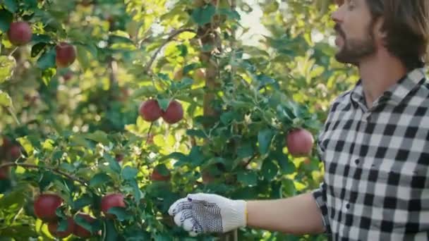 Checking Quality Apples — Stock Video