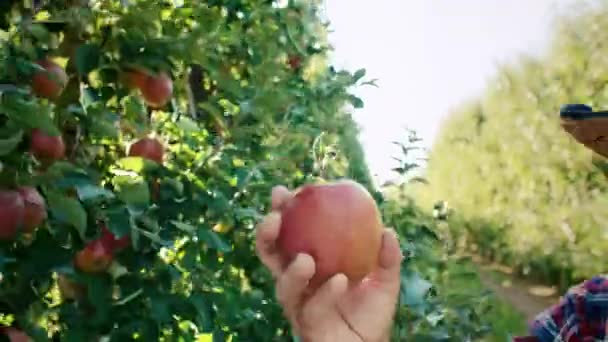 Manzanas Directamente Plantación — Vídeos de Stock