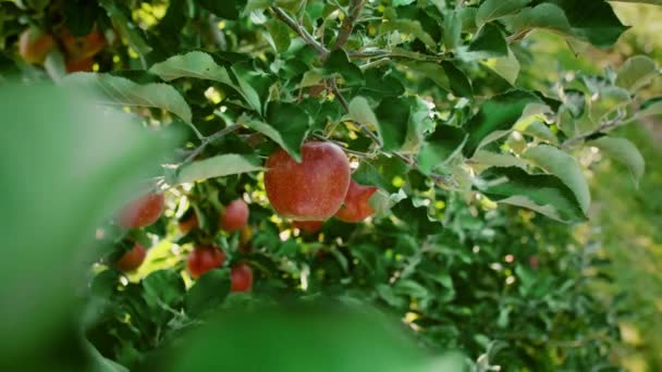 Hombre Recogiendo Manzana Huerto — Vídeos de Stock