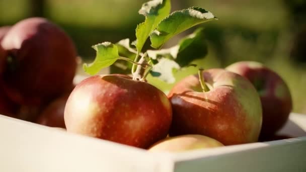 Zbliżenie Jabłek Drewnianej Skrzyni — Wideo stockowe