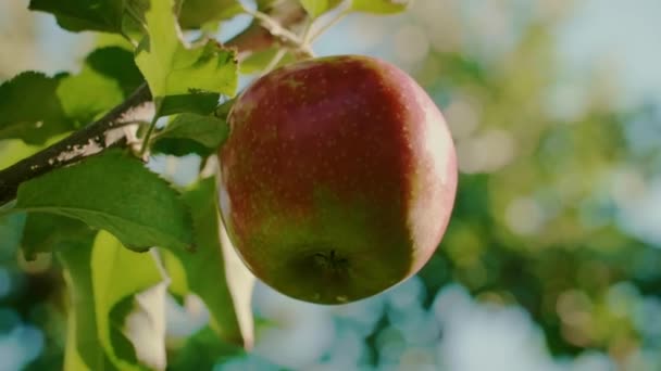Zbliżenie Człowieka Zbierającego Jabłka — Wideo stockowe