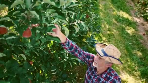 Hombre Maduro Recogiendo Manzanas Huerto — Vídeos de Stock