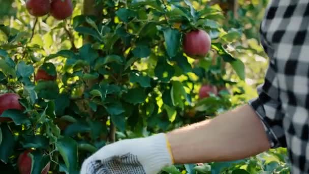 Hombres Huerto Manzanas — Vídeos de Stock