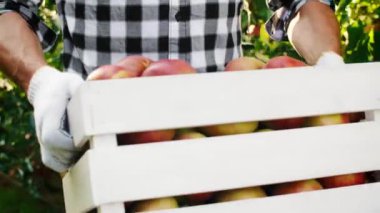 Bir kasa dolusu organik elma taşıyan bir adam.