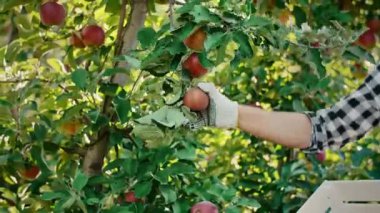 Bahçesinde elma toplayan bir adam.