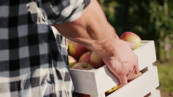 Hombre Cargando Una Caja Llena Manzanas — Vídeo de stock