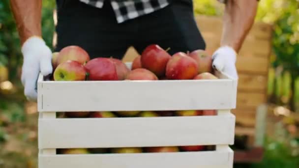 Zbliżenie Mężczyzn Niosących Pełną Skrzynię Jabłek — Wideo stockowe