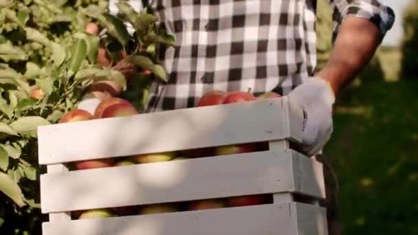 Vista Frontal Del Hombre Llevando Caja Llena Manzanas Ecológicas — Vídeos de Stock