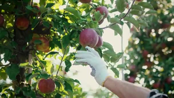 Detalj Plockning Ekologiska Äpplen — Stockvideo