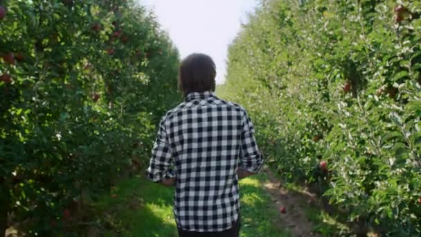 Vista Trasera Los Hombres Caminando Por Huerto Manzanas — Vídeos de Stock