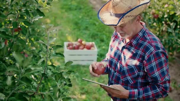 Moderna Bönder Med Tablett Undersöker Äpplen Fruktträdgården — Stockvideo