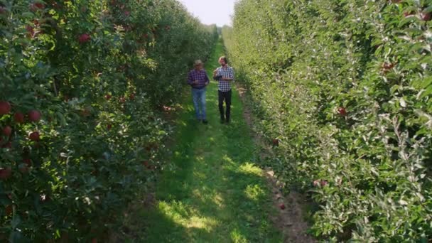 Agriculteurs Analysant Les Données Tablette Dans Verger Pommes — Video