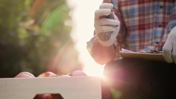 Videospettacoli Portatili Fruttivendolo Che Controlla Sue Mele — Video Stock