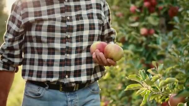 Handhållna Videoshower Med Mogna Jordbrukare Som Kontrollerar Äpplen — Stockvideo