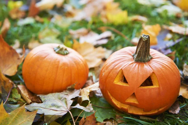 Хэллоуин Тыквы Осеннем Лесу — стоковое фото
