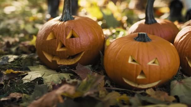 Kürbisse Für Halloween Herbstlichen Wald — Stockvideo