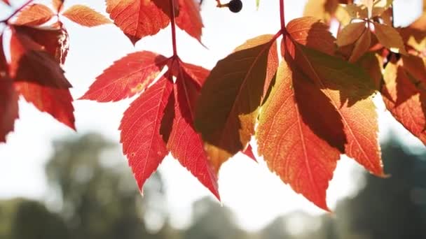 Handheld Video Shows Autumn Leaves Sun — Stock Video