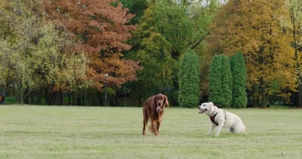 公園で2つの遊び心のある犬のハンドヘルドビデオショー — ストック動画